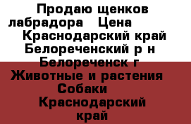 Продаю щенков лабрадора › Цена ­ 10 000 - Краснодарский край, Белореченский р-н, Белореченск г. Животные и растения » Собаки   . Краснодарский край